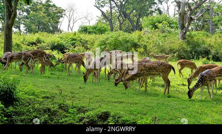 Große Gruppe von Wildhirschen oder Achsenhirschen, die auf der Bandipur mudumalai Ooty Road, Indien, weiden. Schönheit in ihrem natürlichen Lebensraum Stockfoto