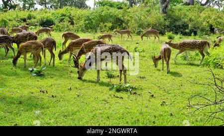 Große Gruppe von Wildhirschen oder Achsenhirschen, die auf der Bandipur mudumalai Ooty Road, Indien, weiden. Schönheit in ihrem natürlichen Lebensraum Stockfoto