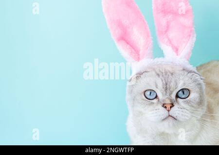 Weiße Katze mit gefalzten Ohren und Kaninchenohren auf blauem Hintergrund mit Platz für Text. Hochwertiges Foto Stockfoto