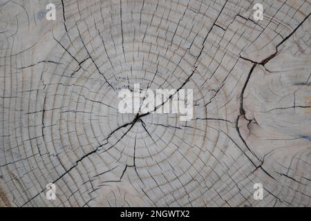 Großer kreisförmiger Holzquerschnitt mit Baumringstruktur und Rissen. Detaillierte Holzkonstruktion. Flache Oberfläche mit Jahresringen aus Holz. Stockfoto