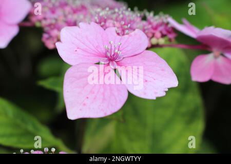 Einzelne, isolierte Blume mit blassrosa Lacecap-Hortensien, die in Blütenform mit sanftem Licht vor einem natürlichen, grün-rosa Hintergrund geöffnet ist. Natürliche Tapete Stockfoto