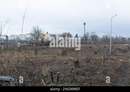 Bäume in der Stadt Fällen. Entwaldung. Ökologische Katastrophe. Viele gefallene Bäume. Es gibt Zerstörung der Biosphäre bei unerkannter Republ Stockfoto
