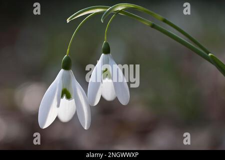 Snowdrop (Galanthus nivalis Magnet), Emsland, Niedersachsen, Deutschland Stockfoto