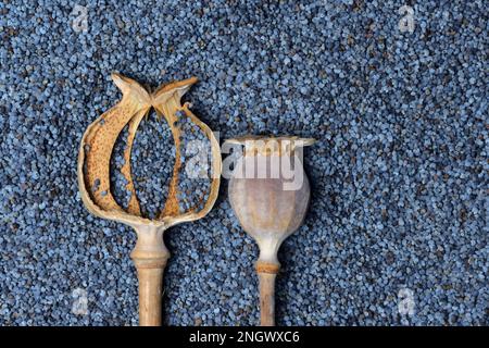 Blauer Mohn, Kapseln und Samen des Opiummohns (Papaver somniferum) Stockfoto