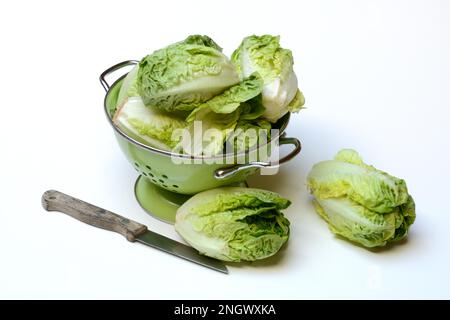 Babysalat in Küchensieb Stockfoto