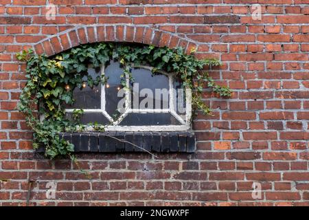 Stabiles Fenster mit Efeu-Reben Stockfoto