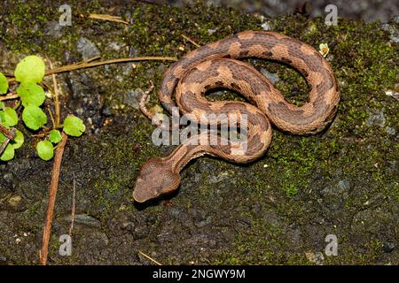 Die giftige Hime-Habu-Viper (Ovophis okinavensis) aus Amami Oshima ...