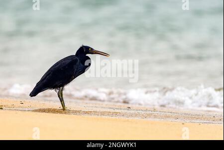 Pazifischer Riffreiher (Egretta sacra, Dark Morph) aus Amami Oshima, Südjapan. Stockfoto