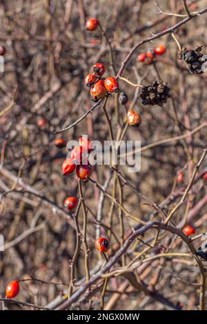 Rote Hagebutten auf einem Ast im Wald. Schönheit in der Natur, Beeren im Wald aus nächster Nähe. Stockfoto