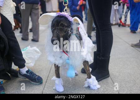 Aviles, Spanien, 19. Februar 2023: Ein als Schaf verkleideter Hund während des Antroxaes Maskottchen-Wettbewerbs am 18. Februar 2023 in Aviles, Spanien. Kredit: Alberto Brevers / Alamy Live News Stockfoto