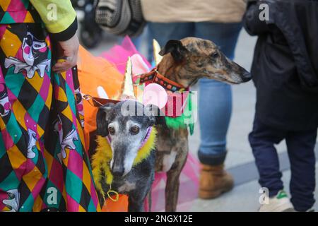 Aviles, Spanien, 19. Februar 2023: Zwei Windhunde in Kostümen während des Antroxaes Maskottchen-Wettbewerbs am 18. Februar 2023 in Aviles, Spanien. Kredit: Alberto Brevers / Alamy Live News Stockfoto