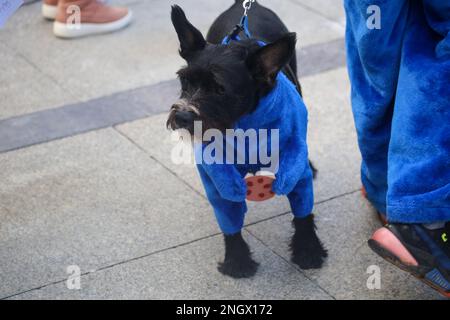 Aviles, Spanien, 19. Februar 2023: Ein Hund, der während des Antroxaes Pet Contest am 18. Februar 2023 als Keksmonster verkleidet war, in Aviles, Spanien. Kredit: Alberto Brevers / Alamy Live News Stockfoto