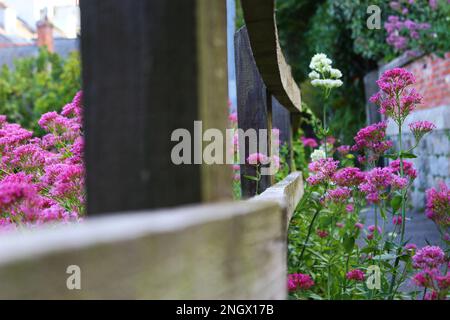 Rot-weiße Valerianpflanzen blühen im Sommer um einen Holzzaun. Blühende, blühende Landschaft in Cornwall im Sommer Stockfoto