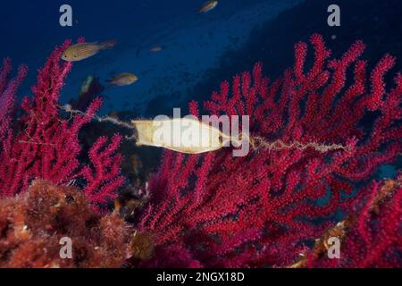 Eizellkapsel von Nursehound (Scyliorhinus stellaris) an der violeszierenden Seepeitsche (Paramuricea clavata) im Mittelmeer bei Hyères. Tauchen Stockfoto