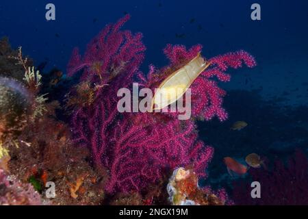 Eizellkapsel von Nursehound (Scyliorhinus stellaris) an der violeszierenden Seepeitsche (Paramuricea clavata) im Mittelmeer bei Hyères. Tauchen Stockfoto