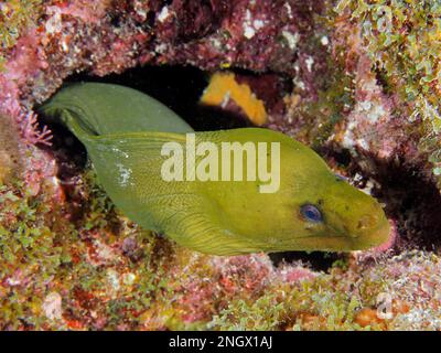 Green Moray (Gymnothorax funebris), Tauchplatz John Pennekamp Coral Reef State Park, Key Largo, Florida Keys, Florida, USA Stockfoto