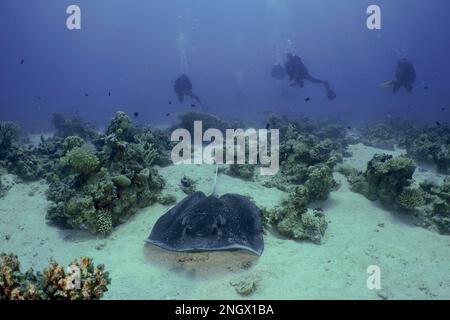 Schwarzfleckrochen (Taeniura meyeni), mehrere Taucher im Hintergrund. Tauchplatz Shaab El Erg, Hurghada, Ägypten, Rotes Meer Stockfoto