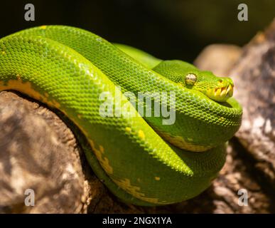 ST. ANDREWS AQUARIUM, SCHOTTLAND, EUROPA - Captive Emerald Tree Boa, im St. Andrews Aquarium. Corallus caninus Stockfoto