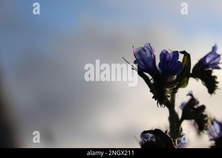 vipers Bugloss (Echium vulgare) Hintergrund bei Sunddown mit Kopierraum Stockfoto