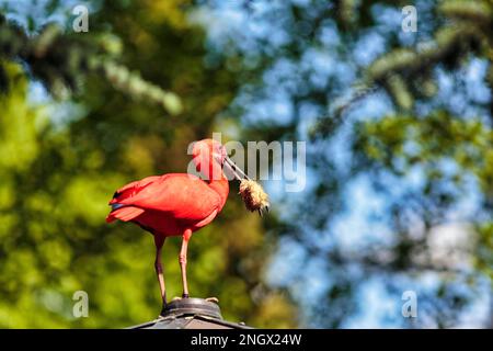 Scharlachibises (Eudocimus ruber), auch Red Ibis, Scarlet Ibis, Red Sickler mit Nistmaterial im Schnabel, Captive, Vogelpark, Weltvogelpark Walsrode Stockfoto