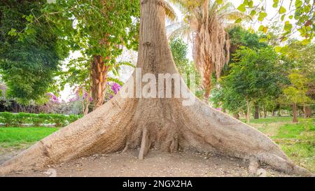 Ein riesiger Baumstamm im Botanischen Garten von Assuan, Assuan, Ägypten Stockfoto