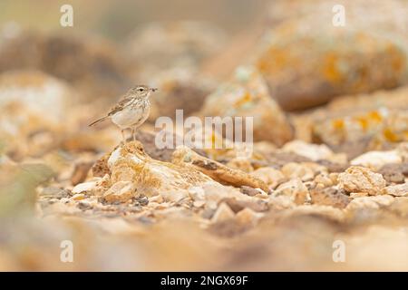 Berthelot's Pipit (Anthus berthelotii), hoch oben auf Felsen und in der trockenen Landschaft von Fuerteventura Spanien. Stockfoto