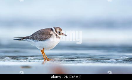 Ringed Plover (Charadrius hiaticula) Ruhekleid, Futtersuche in gewaschenem Seetang, Nordsee, UNESCO-Weltkulturerbe Waddensee, Deutschland Stockfoto