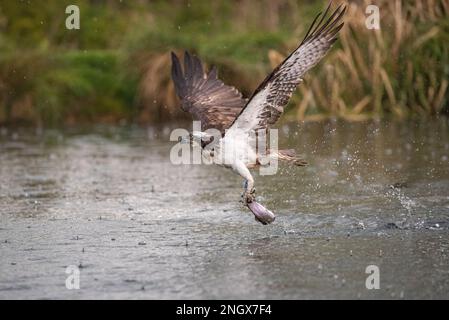 Action-Shot eines Fischadlers (Pandion haliaetus), der mit einer großen Forelle, die er gerade gefangen hat, aus dem Wasser gleitet. Rutland, Großbritannien Stockfoto