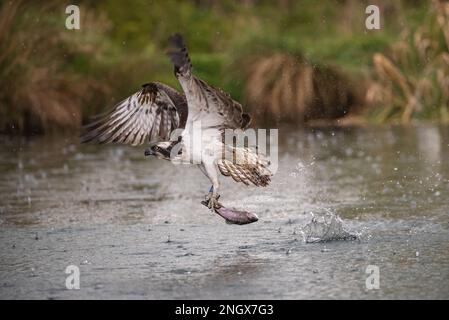 Action-Shot eines Fischadlers (Pandion haliaetus), der mit einer großen Forelle, die er gerade gefangen hat, aus dem Wasser gleitet. Rutland, Großbritannien Stockfoto