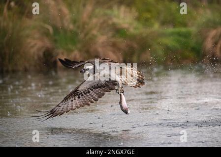 Action-Shot eines Fischadlers (Pandion haliaetus), der mit einer großen Forelle, die er gerade gefangen hat, aus dem Wasser gleitet. Rutland, Großbritannien Stockfoto