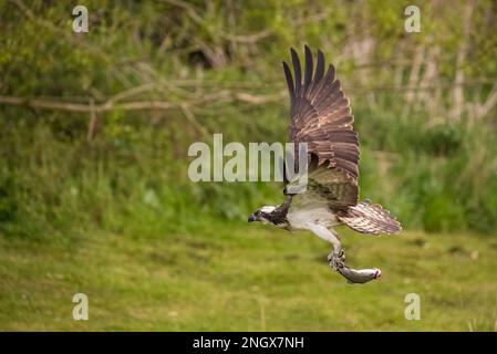 Action-Aufnahme eines Fischadlers (Pandion haliaetus) vor grünem Hintergrund, der mit einer großen Forelle nach Hause fliegt, die er gerade gefangen hat. Rutland, Großbritannien Stockfoto