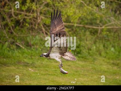 Action-Aufnahme eines Fischadlers (Pandion haliaetus) vor grünem Hintergrund, der mit einer großen Forelle nach Hause fliegt, die er gerade gefangen hat. Rutland, Großbritannien Stockfoto