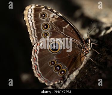 Blauer Morpho-Schmetterling auf einem Felsen. Morpho peleides, Familie der Nymphaliden. Stockfoto