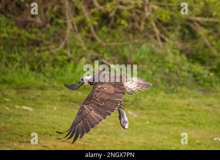 Action-Aufnahme eines Fischadlers (Pandion haliaetus) vor grünem Hintergrund, der mit einer großen Forelle nach Hause fliegt, die er gerade gefangen hat. Rutland, Großbritannien Stockfoto