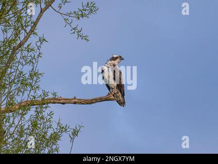 Ein Foto eines Fischadlers (Pandion haliaetus), der auf einem toten Baum wartet. Bereit und konzentriert auf die Aufgabe vor dem Fang eines Fischs . Rutland UK Stockfoto