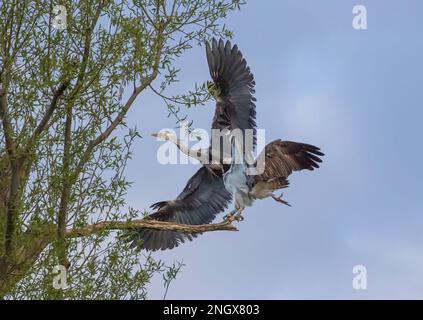 Action-Aufnahme. Ein Kampf zwischen einem Fischadler (Pandion haliaetus) und einem Graureiher (Ardea cinerea), um herauszufinden, wessen Sitzplatz der tote Ast ist. Rutland UK Stockfoto