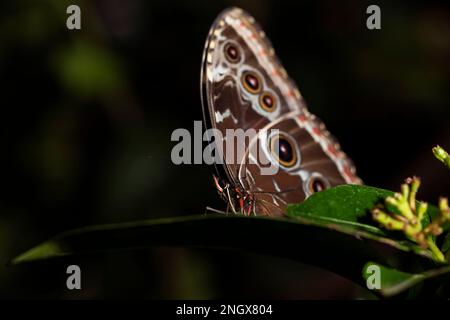 Blauer Morpho-Schmetterling auf einem Blatt. Morpho peleides, Familie der Nymphaliden. Stockfoto