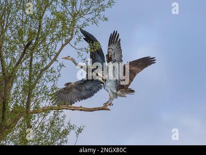 Action-Aufnahme. Ein Kampf zwischen einem Fischadler (Pandion haliaetus) und einem Graureiher (Ardea cinerea), um herauszufinden, wessen Sitzplatz der tote Ast ist. Rutland UK Stockfoto