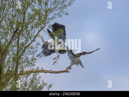 Action-Aufnahme. Ein Kampf zwischen einem Fischadler (Pandion haliaetus) und einem Graureiher (Ardea cinerea), um herauszufinden, wessen Sitzplatz der tote Ast ist. Rutland UK Stockfoto