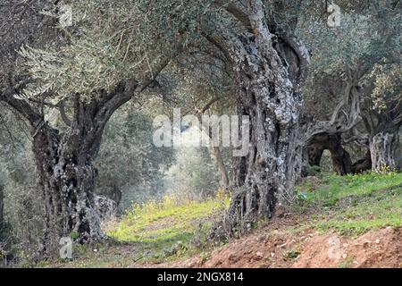 Alte Olivenbäume mit breitem Stamm Stockfoto