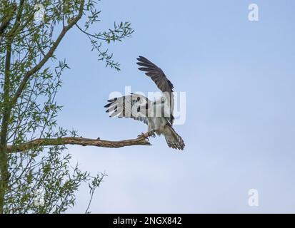 Eine Action-Aufnahme eines Fischadlers (Pandion haliaetus), der auf einem toten Ast landet, riesige Flügel und ausgestreckte Krallen mit Federdetails. UK Stockfoto