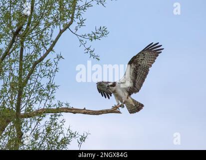 Ein Action-Foto eines Fischadlers (Pandion haliaetus), der auf einem toten Ast landet, mit ausgestreckten, riesigen Flügeln mit Federdetails . Rutland, Großbritannien Stockfoto