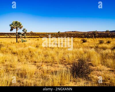 Atemberaubende Savanne im Hochland Madagaskars entlang der malerischen Route Nationale 7 (RN7) mit Palmen und trockenem Gras Stockfoto