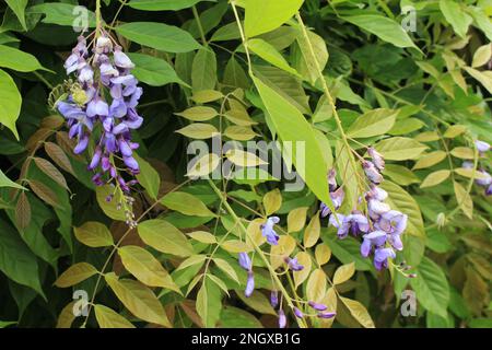 Blühende lilafarbene Wisteria vor grünem Laubhintergrund. Lila blühende, herabhängende Razemien aus Wisteria - natürlicher Gartenschirmschoner oder Tapete Stockfoto