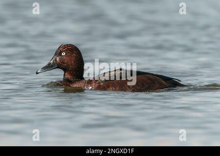 Wilde Ente oder weißäugige Pochard, Aythya nyroca, männlicher alleinstehender Erwachsener, der auf dem Wasser schwimmt, Donaudelta, Rumänien Stockfoto