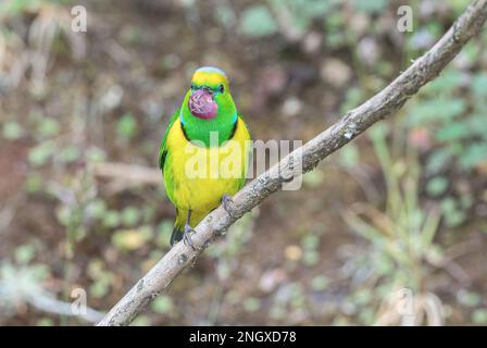 goldbraun-Chlorophonie, Chlorophonie-Callophrys, männliche alleinstehende Fütterung von Beeren, Savegre, Costa Rica Stockfoto