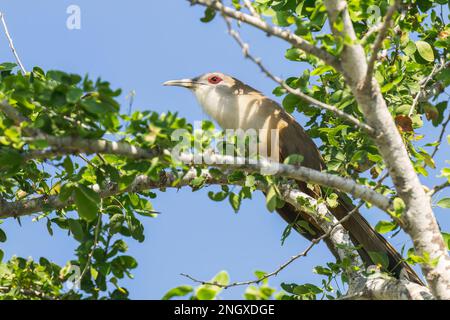 Großer Eidechsenkuckuck, Coccyzus merlini, alleinstehender Erwachsener hoch oben im Baum, Trinidad, Kuba Stockfoto