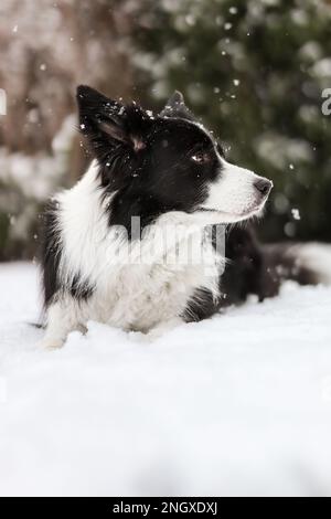 Vertikales Seitenporträt von Border Collie im Wintergarten. Profil des Schwarzen und Weißen Hundes, der nach rechts schaut, während er im Schnee liegt. Stockfoto