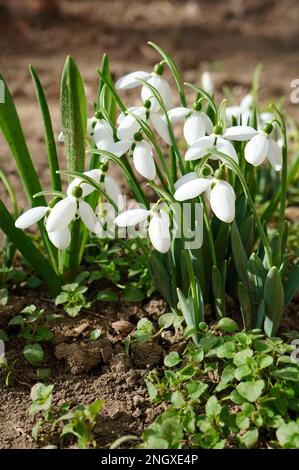 Nahaufnahme von weißen, frischen Schneetropfen im Sonnenlicht im Garten Stockfoto