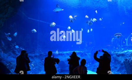 Viele Menschen beobachten und fotografieren Fische im Aquarium. Stockfoto